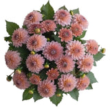 Pretty Pink Dahlia Bouquet - Flowers Box London