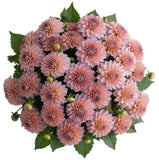 Pretty Pink Dahlia Bouquet - Flowers Box London