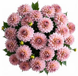 Pretty Pink Dahlia Bouquet - Flowers Box London