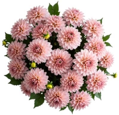Pretty Pink Dahlia Bouquet - Flowers Box London