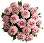 Pretty Pink Dahlia Bouuqet