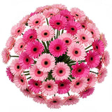 Pretty Pink Duo Gerbera Bouquet - Flowers Box London