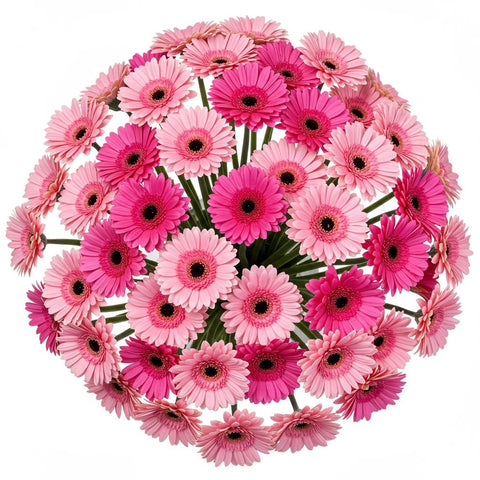 Pretty Pink Duo Gerbera Bouquet - Flowers Box London