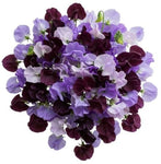 Purple and Lavender Sweet Pea Bouquet - Flowers Box London