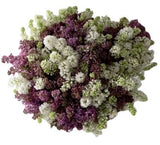Purple and White Lilac Bouquet - Flowers Box London