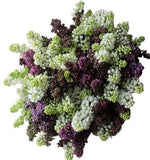 Purple and White Lilac Bouquet - Flowers Box London