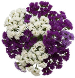 Purple and White Limonium Bouquet - Flowers Box London