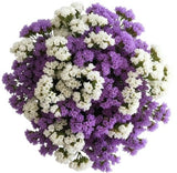 Purple and White Limonium Bouquet - Flowers Box London