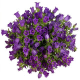 Purple Campanula Bouquet - Flowers Box London