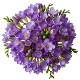 Purple Freesias Bouquet - Flowers Box London