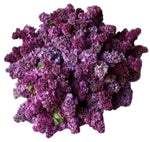 Purple Lilac Bouquet