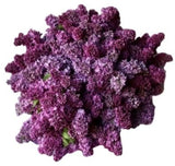 Purple Lilac Bouquet - Flowers Box London