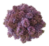 Purple Lilac Bouquet - Flowers Box London