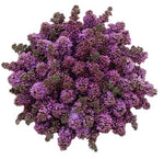 Purple Lilac Bouquet