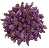 Purple Lilac Bouquet