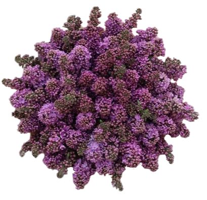 Purple Lilac Bouquet