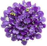 Purple Sweet Pea Bouquet