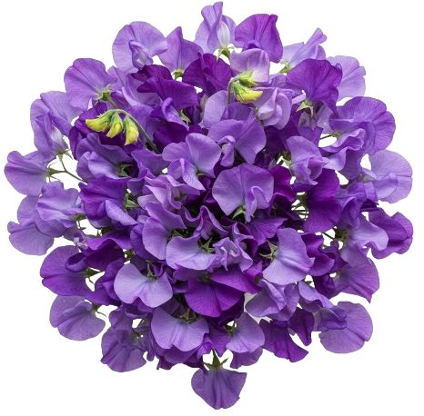 Purple Sweet Pea Bouquet