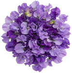 Purple Sweet Pea Bouquet