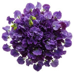 Purple Sweet Pea Bouquet
