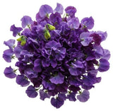 Purple Sweet Pea Bouquet