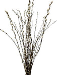 Pussy Willow Catkins | Bring Nature Indoors with Salix Foliage - Flowers Box London