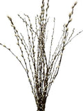 Pussy Willow Catkins | Bring Nature Indoors with Salix Foliage - Flowers Box London
