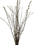 Pussy Willow Catkins | Bring Nature Indoors with Salix Foliage
