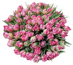 Rafined Pink Blush Double Tulips Bouquet