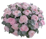 Ranunculus Bouquet with Eucalyptus - Flowers Box London