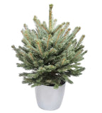 Real Christmas Tree: Pot Grown Blue Spruce - Flowers Box London