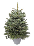 Real Christmas Tree: Pot Grown Blue Spruce