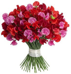 Red and Dark Pink Sweet Pea Bouquet