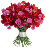 Red and Dark Pink Sweet Pea Bouquet