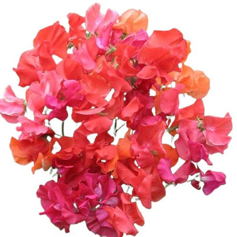 Red and Dark Pink Sweet Pea Bouquet