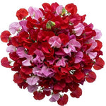 Red and Dark Pink Sweet Pea Bouquet