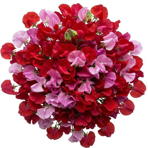 Red and Dark Pink Sweet Pea Bouquet