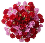 Red and Dark Pink Sweet Pea Bouquet