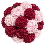 Red and Pink Hydrangea Bouquet - Flowers Box London