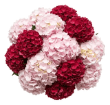 Red and Pink Hydrangea Bouquet - Flowers Box London