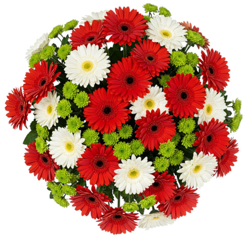 Red and White Gerber with Green Santini Chrysanthemum Bouquet - Flowers Box London