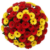 Red and Yellow Gerberas Bouquet - Flowers Box London