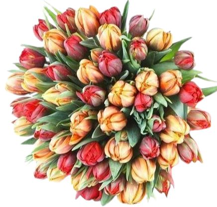 Red & Orange Double Tulips Bouquet