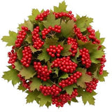 Red Viburnum Compactum Berries Bouquet - Flowers Box London