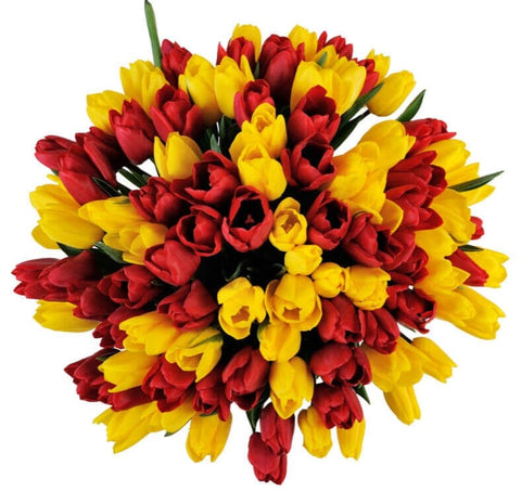 Red & Yellow Tulips