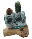 Rustic Cactus Arrangement on Wood - Flowers Box London