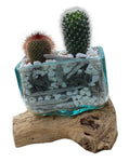 Rustic Cactus Arrangement on Wood