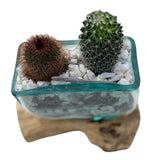 Rustic Cactus Arrangement on Wood - Flowers Box London