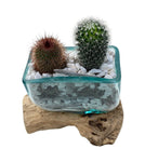 Rustic Cactus Arrangement on Wood