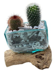 Rustic Cactus Arrangement on Wood